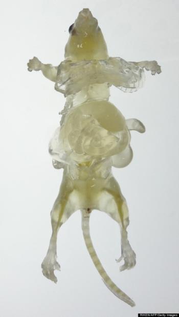 Techniques to make whole organisms optically clear and then image them at high resolution are becoming more effective all the time, as RIKEN's transparent mouse demonstrates. Credit: RIKEN, Japan.