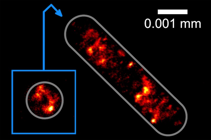 Images of a E.coli bacteria cell. The Bielefeld University project is the first to photograph this distribution at the highest optical resolution without anchoring the cells on a glass substrate.
Credit: Bielefeld University.