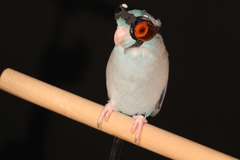 The Stanford research team trained the parrotlet to fly through the laser 'sheet