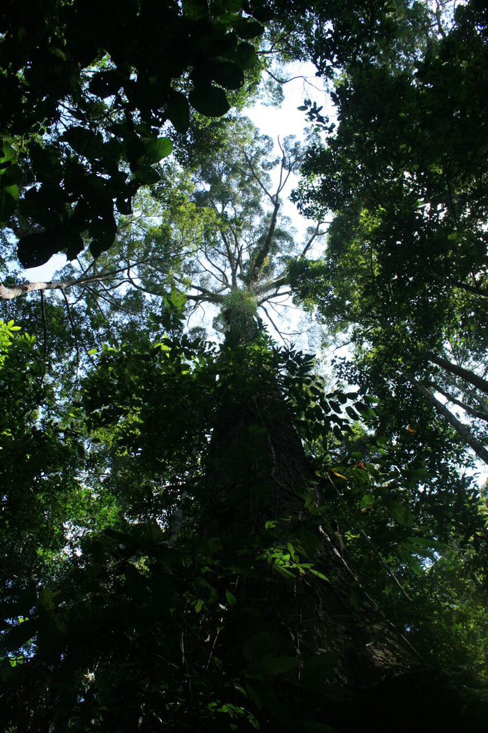 Shadows and tall trees: in 