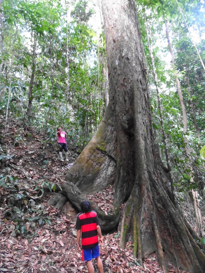 How high? Downhill the Yellow Meranti is 91m tall; uphill it's only 88m tall. 