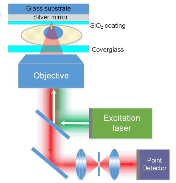 Schematic of the MEANS optical setup: light is reflected by the mirror on the back on the cell sample, creating interference that significantly improves image resolution in the z-axis. Lateral resolution is also improved, with no need for potentially damaging higher laser power. Image: Eric Alonas/Georgia Tech.
