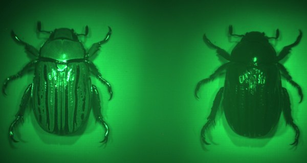 The Harvard lens forms two images of a beetle under green illumination, one by focusing left-circularly polarized light being reflected, and the other from right-circularly polarized light. Credit: Capasso Lab/Harvard SEAS.