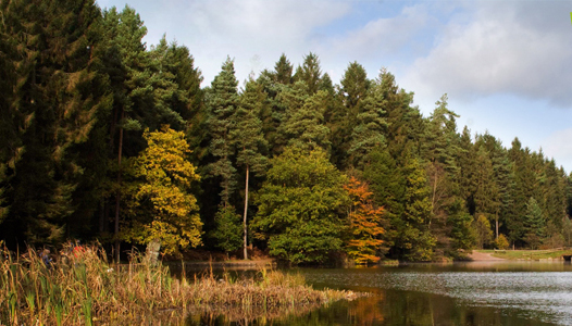 Lidar-mapped: the UK's Forest of Dean. Image courtesy of  www.forestry.gov.uk.