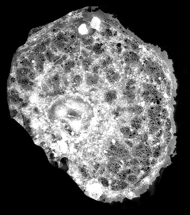 Image of a single endothelial cell from the liver obtained with fluorescence microscopy. Credit: Bielefeld University.