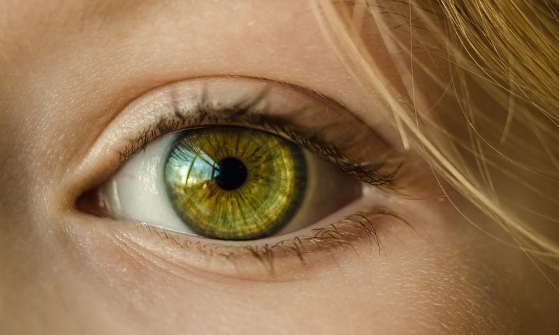 A plenoptic camera reveals the characteristic morphology of the iris in more detail than a standard camera can capture. Source: Pexels/stock photo.