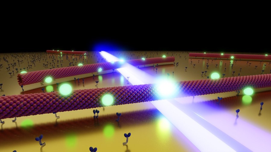 Artistic representation of several microtubules, gliding through the optical near-field (blue) of a nanostructured gold surface. The quantum dots (green) attached to the microtubules react to the local field by increasing their fluorescence rate. Credit: Heiko Gro&szlig;/JMU. 