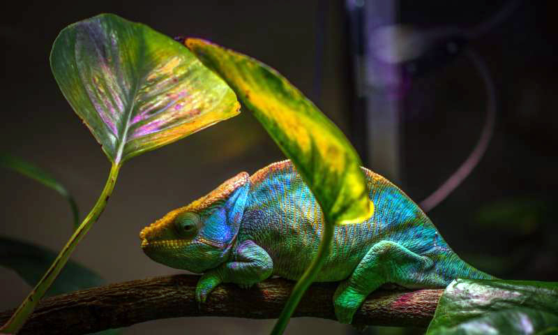Novel nanolaser leverages the same color-changing mechanism that a chameleon uses to camouflage its skin. Photo: Egor Kamelev.