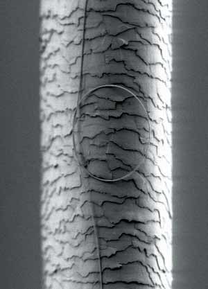 Nanowire loop