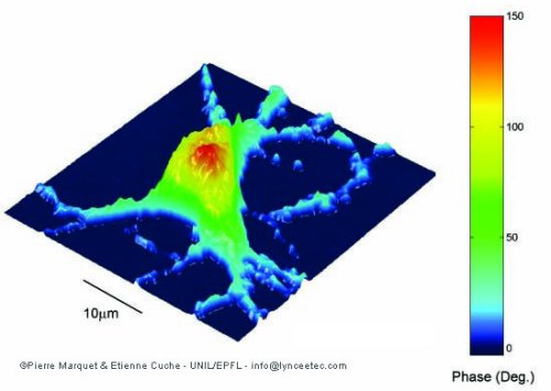 3D digital holographic microscope image of a living mouse