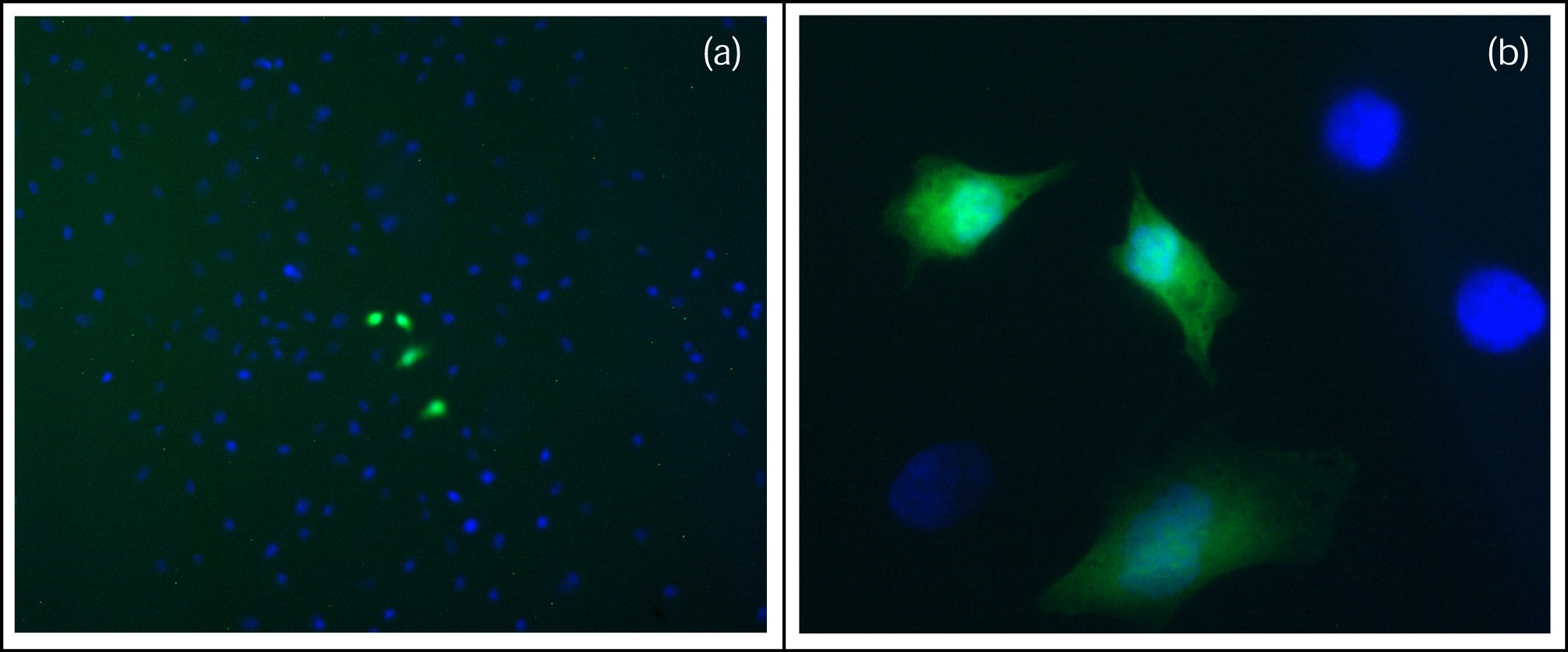 Cell images