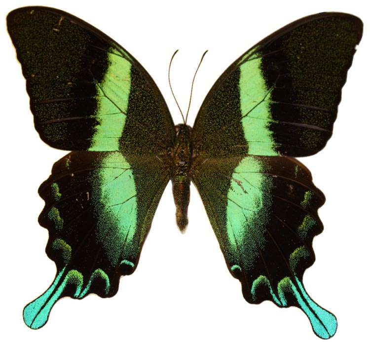 Papilio blumei reflects colours to striking effect