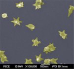 Microscope image of Rice nanostars