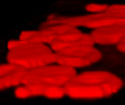seeing red cells