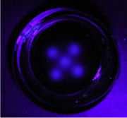Radio-fluorogenic gel imaging of an electron beam.