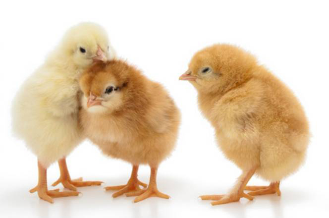 Photonic methods could stop mass-killing of male chicks.
