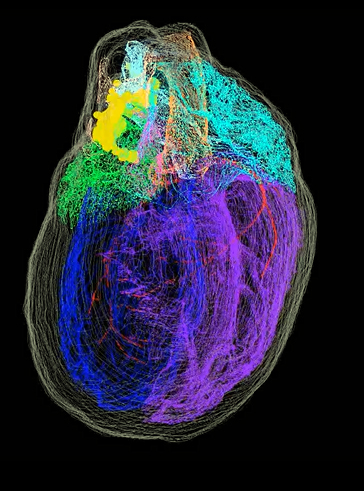 3D reconstructed male rat heart. Click for more info.