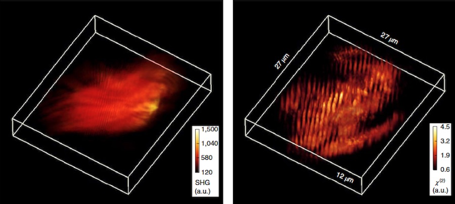 HOT topic: 3D imaging of cells