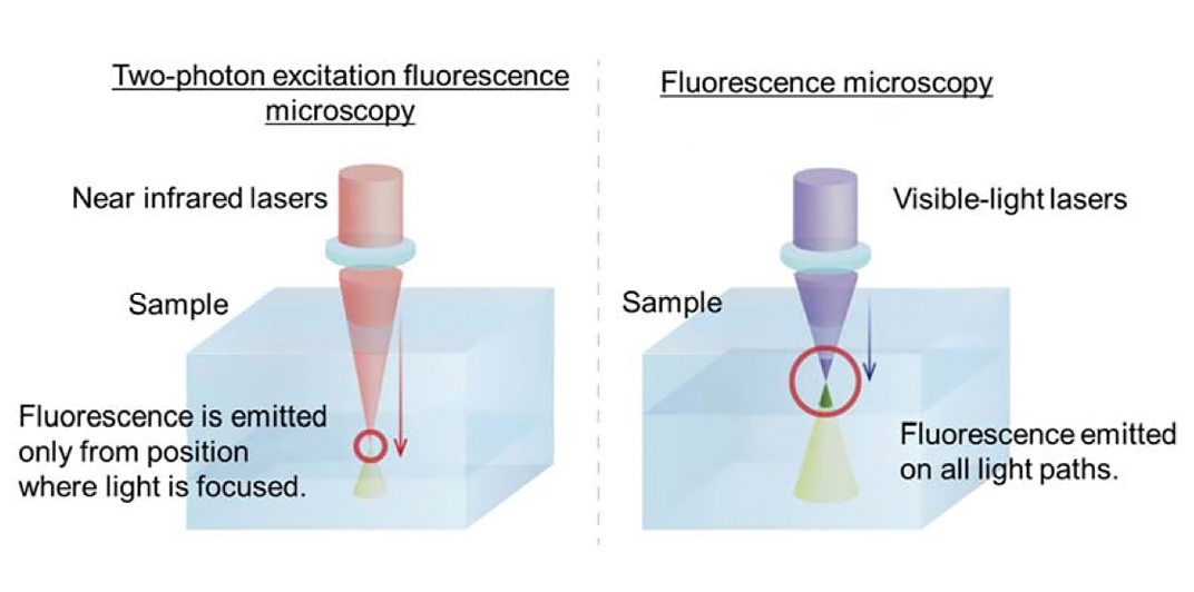 How fluorescence microscopy works. 
