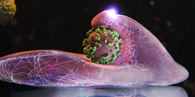 Cells actively help to capture and incorporate influenza viruses.