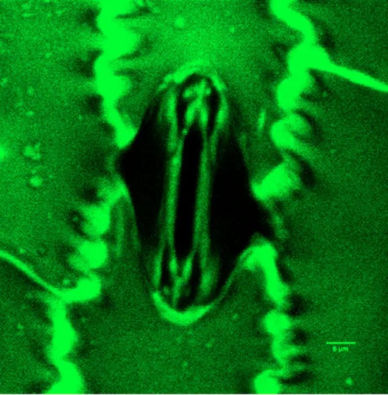 Open access: maize stomata