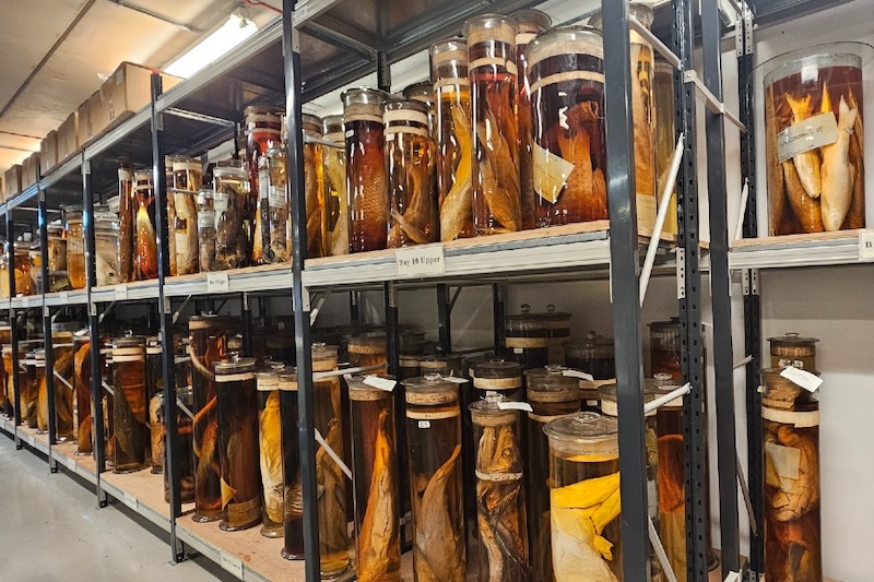 Jar stores: Natural History Museum archives