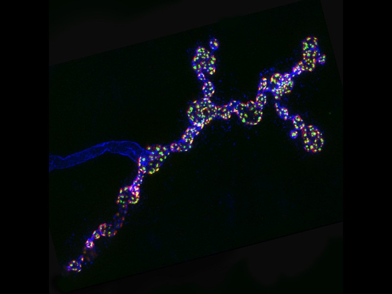 Super-resolved synapses