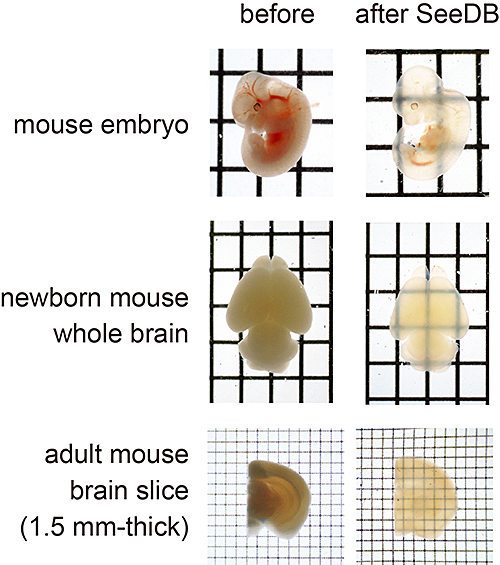 Now you see it... Mouse embryo and mouse brain before and after treatment.