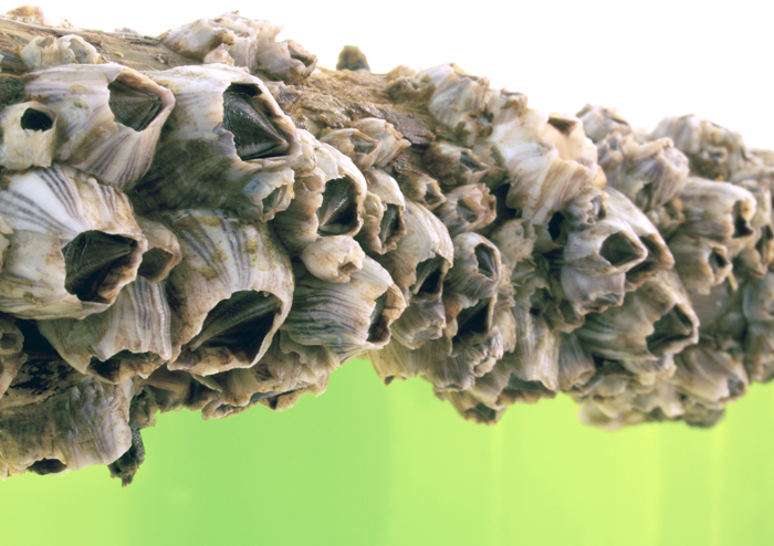 Finally revealed: how barnacle cement is far stronger than any synthetic 