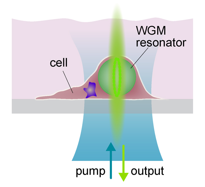 Schematic of a hmnan cell containing the micro laser.