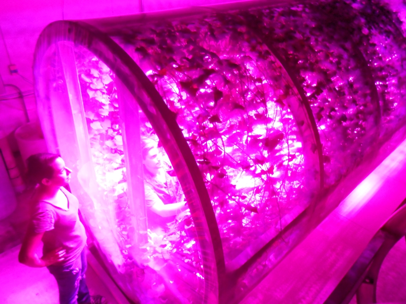 Lights for space food: Philips LEDs promote lettuce growth