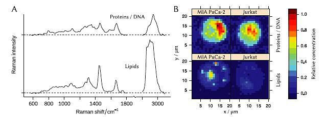 Spectroscopy using the economy system was performed on cells from two different cancer cell lines.