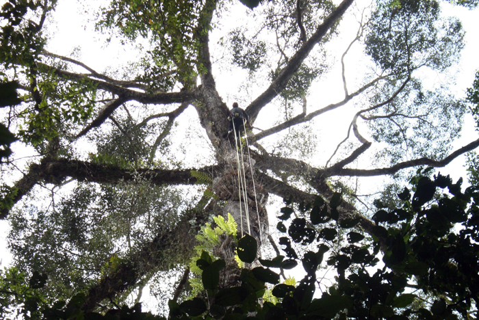 Faraway tree: Unding Jami, an expert climber from Sabah, confirmed its height in person.
