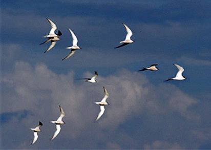 Good tern of speed. Terns photographed on Öland, Sweden.