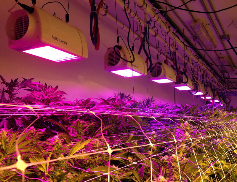 Pinkhouse Blooms, Denver, another cannabis grower, uses Heliospectra’s LED system.