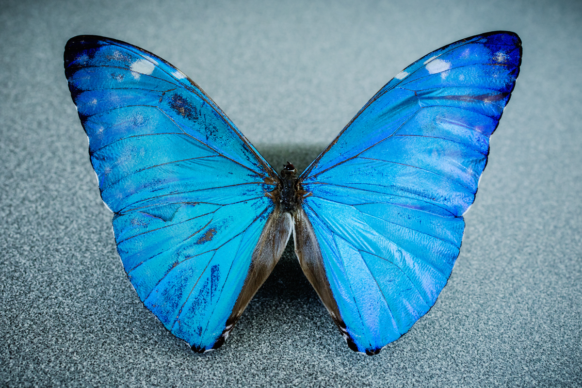 New camera is inspired by the eye of the morpho butterfly. 