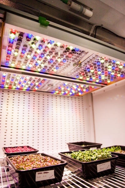 Phytofy RL: LED lighting for plant research