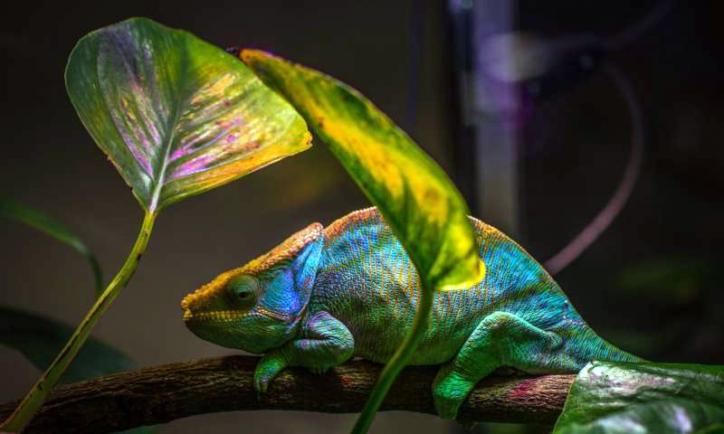 Novel nanolaser employs the same color-change mechanism that chameleons use.