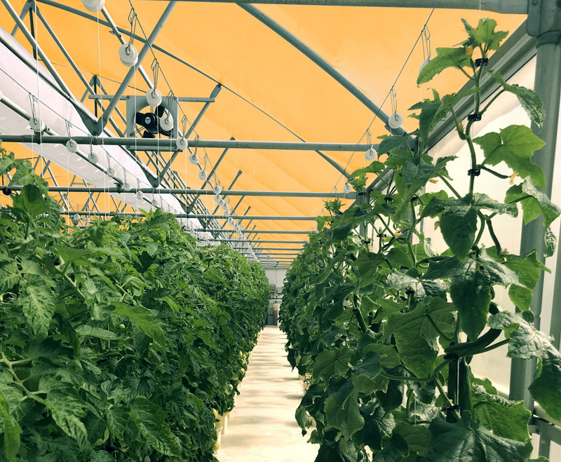 In terrestrial testing the Q-dot films have improved tomato yields by 20-30%. 