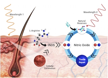 Nitric oxide: tissue recovery