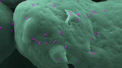 Individual bacteria on a Nylon-12 surface.