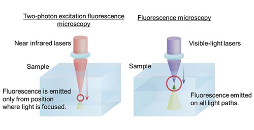 How fluorescence microscopy works. 