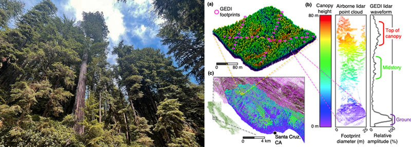 Study uses 3D waveform profiles of forest structure to model tree biodiversity.