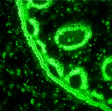 sCMOS imaging of cells