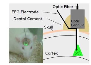 Optogenetics  in action