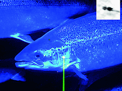 Louse-free: Laser and camera system keeps salmon healthy.