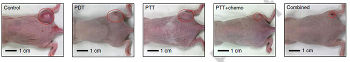 Images of the mouse model with HT-29 tumors after multimodal treatments.