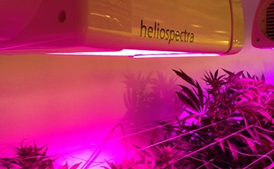 Pot plant: using LEDs tailored for cannabis growth